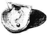 Pearl oyster (Avicula margaritifera) Pearl, Heb. GaBISh ? (Job.28.18), BeDoLaCh (Gen.2.12), DaR (Est.1.6), Gk.MARGARITYS (Mt.7.6, 1Tim.2.9, Rev.17.4, 18.12,16, 21.21)
